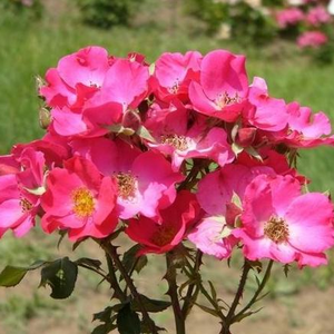 Floribunda ruže - Ruža - Buisman's Glory - 